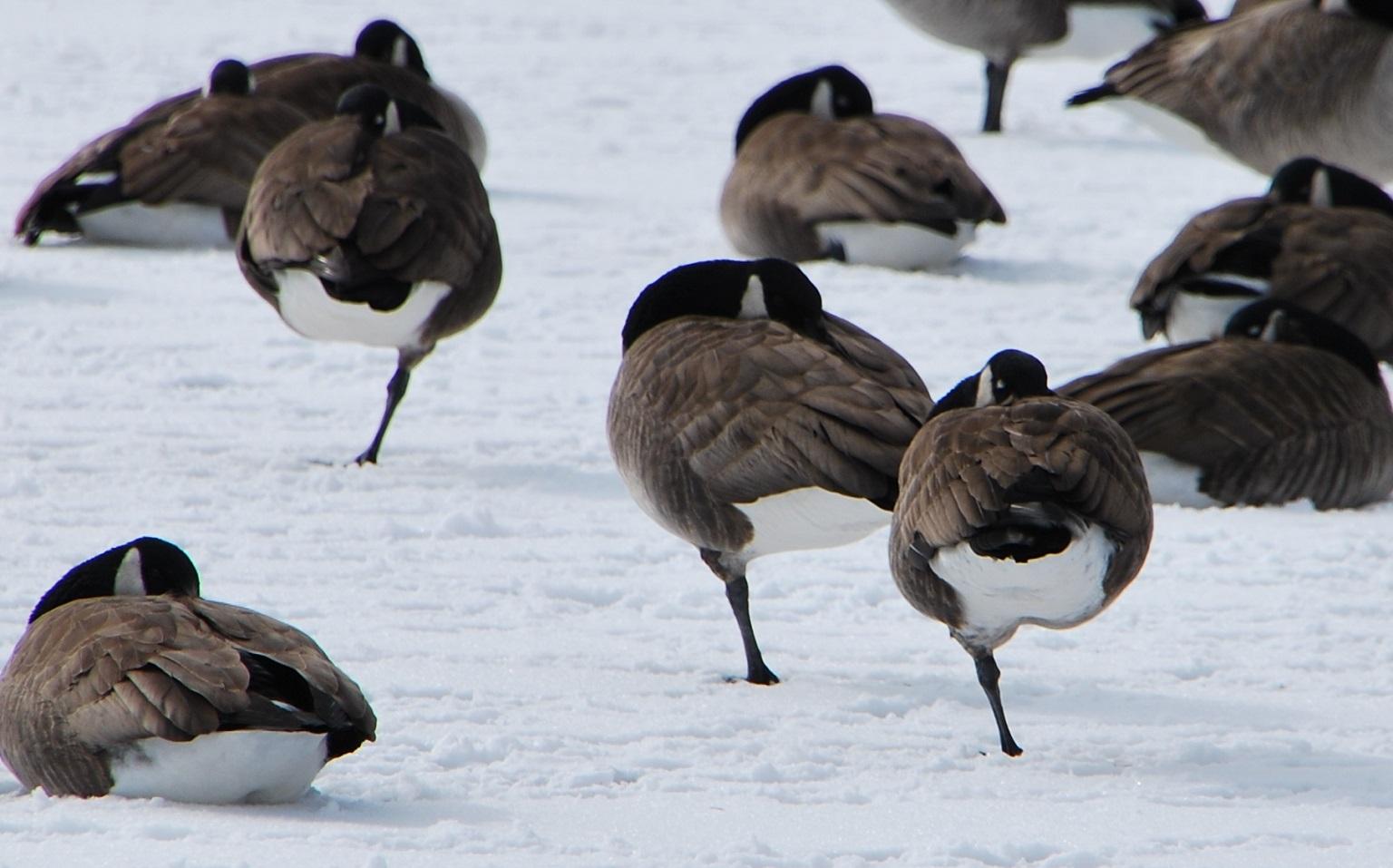 Canada geese conserving body heat by standing on one leg (Ted / Flickr)