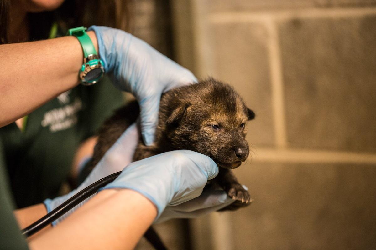 A red wolf pup at Lincoln Park Zoo. Once fully grown, red wolves typically weigh about 90 pounds. (Christopher Bijalba / Lincoln Park Zoo)