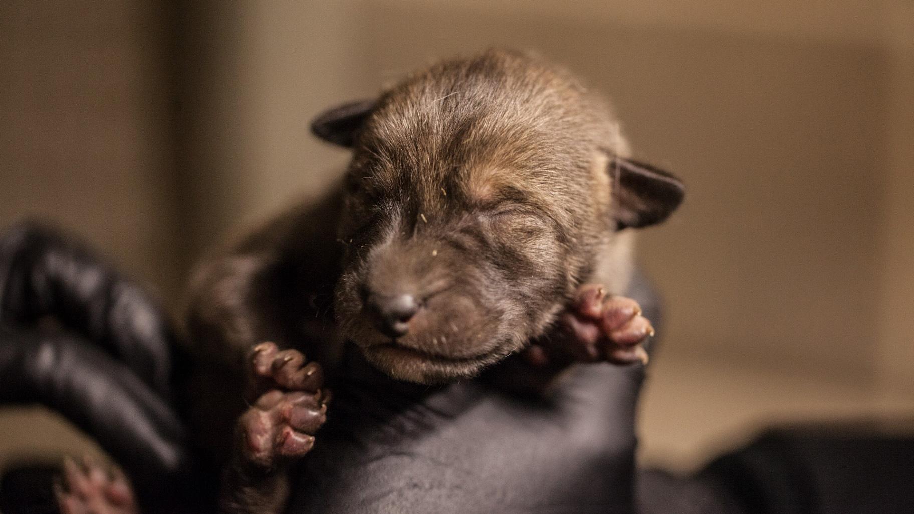 A red wolf pup at Lincoln Park Zoo (Christopher Bijalba / Lincoln Park Zoo)