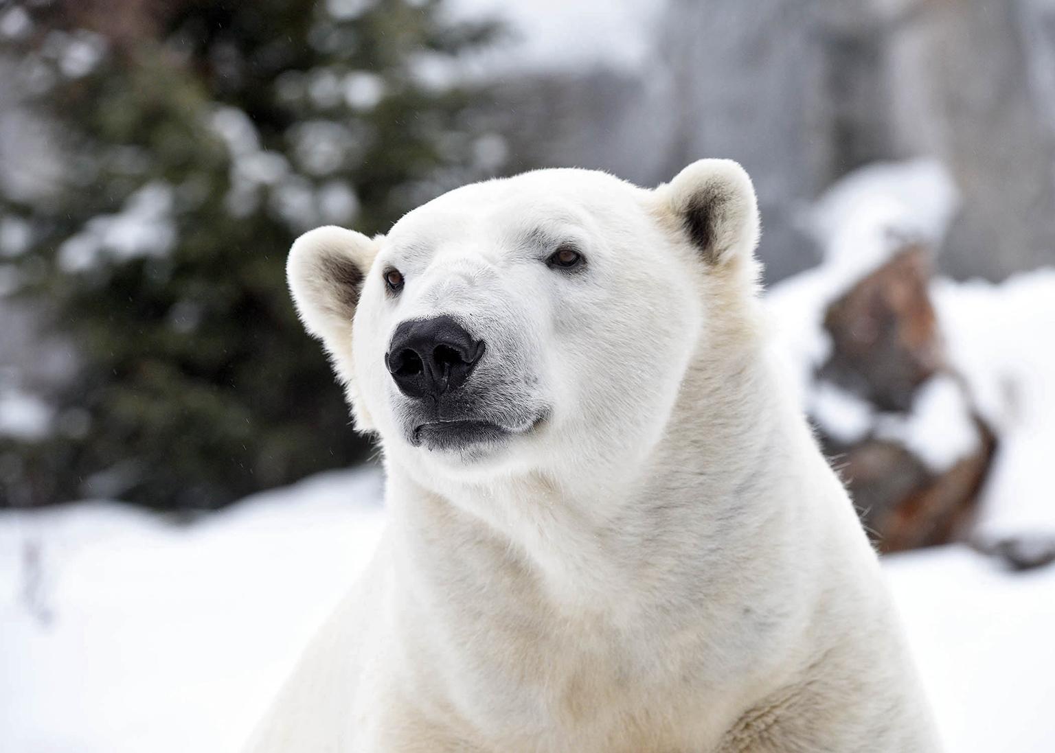 Hudson, a polar bear at Brookfield Zoo (Courtesy Chicago Zoological Society)