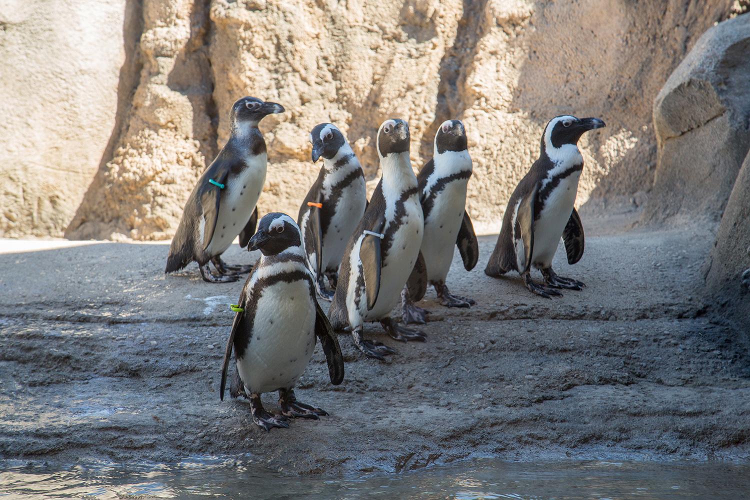 Penguins at Lincoln Park Zoo took notice of Monday's solar eclipse, research scientist Katie Cronin said. (Julia Fuller / Lincoln Park Zoo)