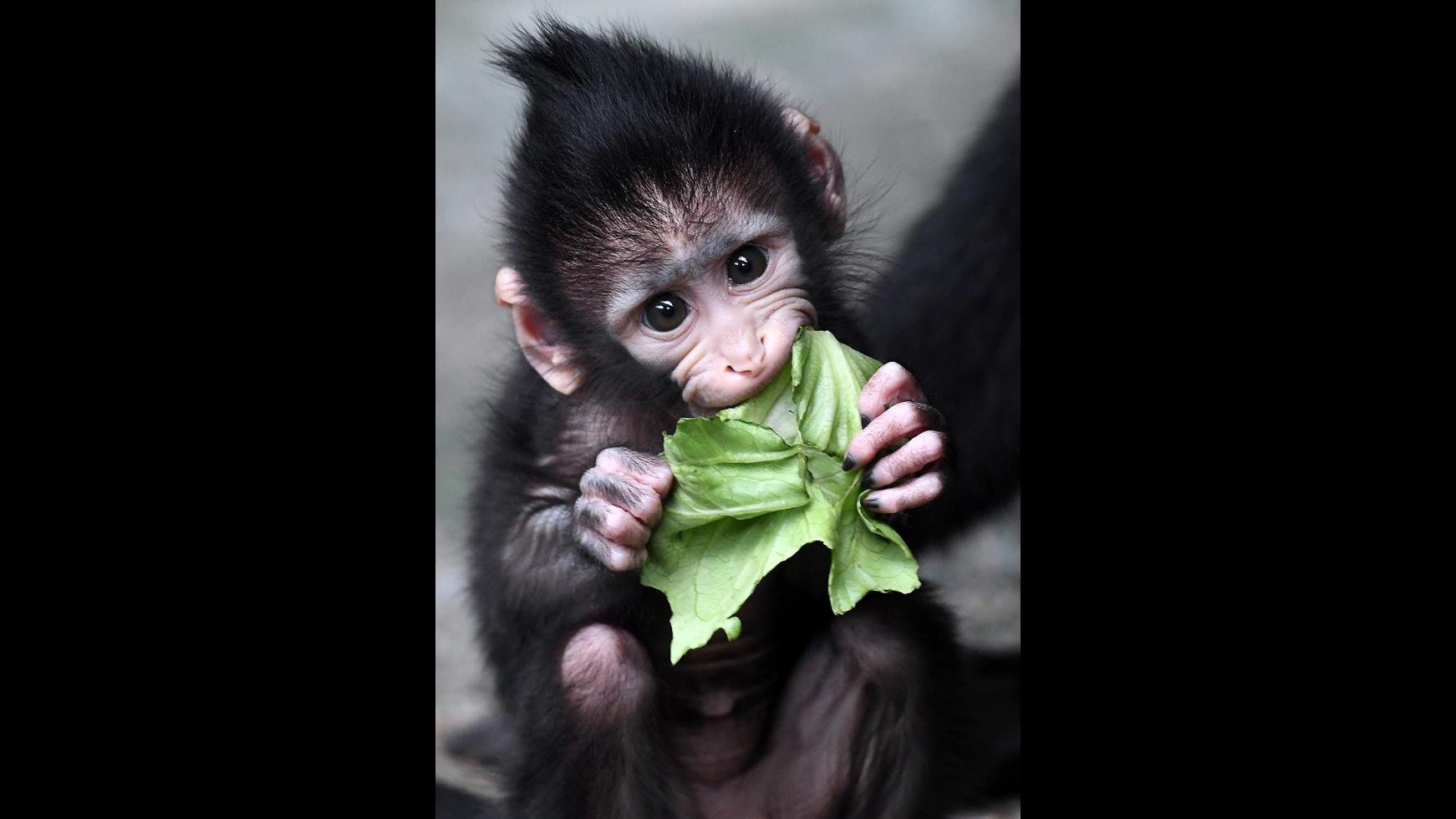 Baby monkey Zingo (Jim Schulz / Chicago Zoological Society)