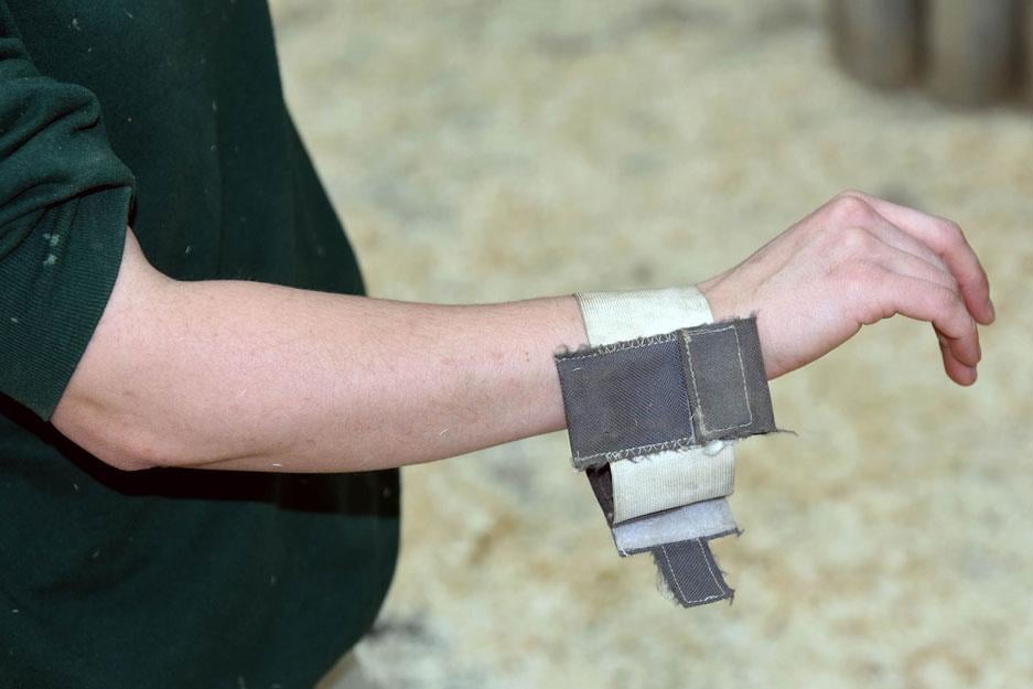 Brookfield Zoo keeper Racquel Ardisana displays the zoo’s customized bracelet equipped with devices to track activity in giraffes. (Courtesy of Brookfield Zoo)