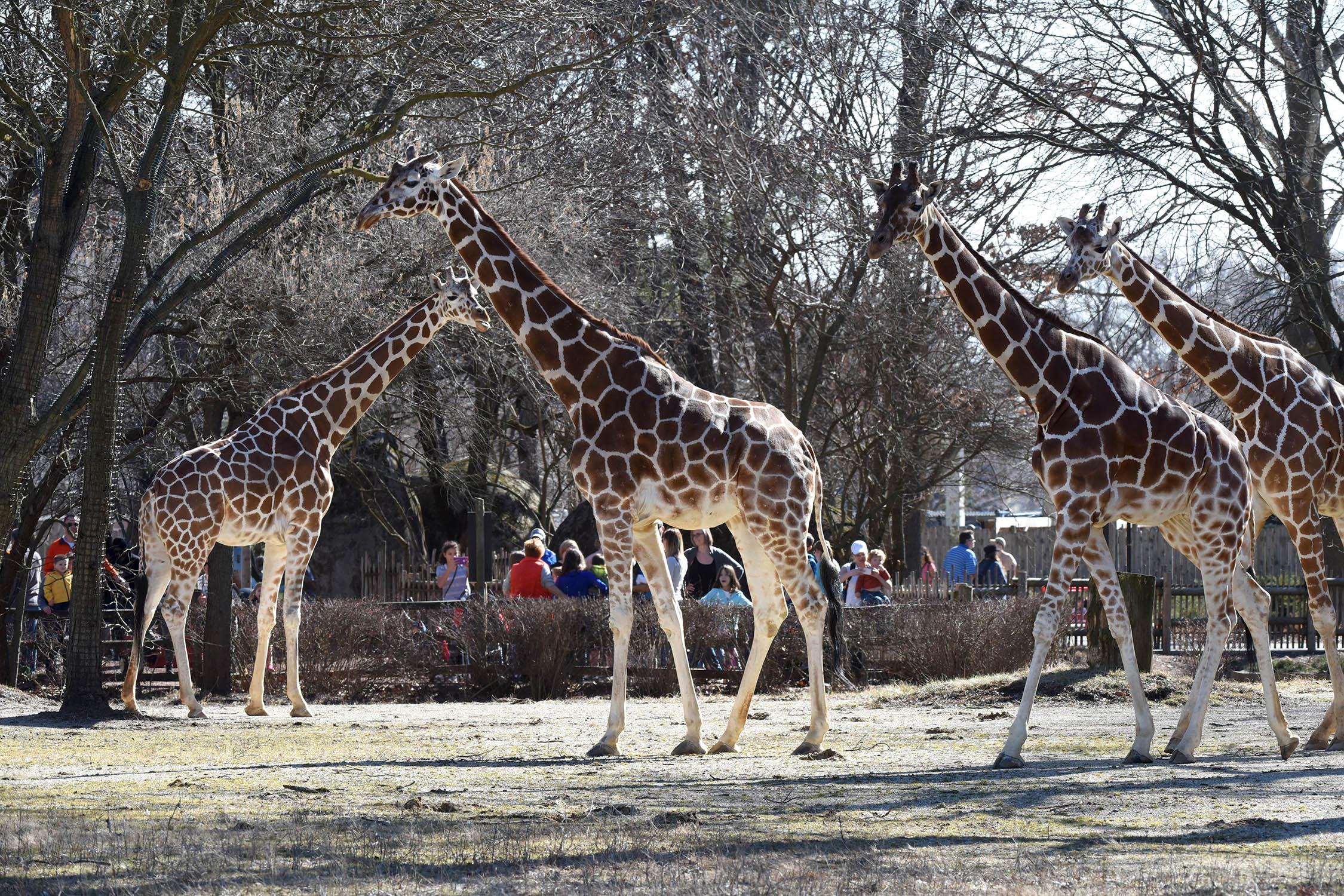 Brookfield Zoo’s four giraffes: Mithra, 26; Jasari, 11; Arnieta, 10; and Potoka, 3. (Courtesy of Brookfield Zoo)