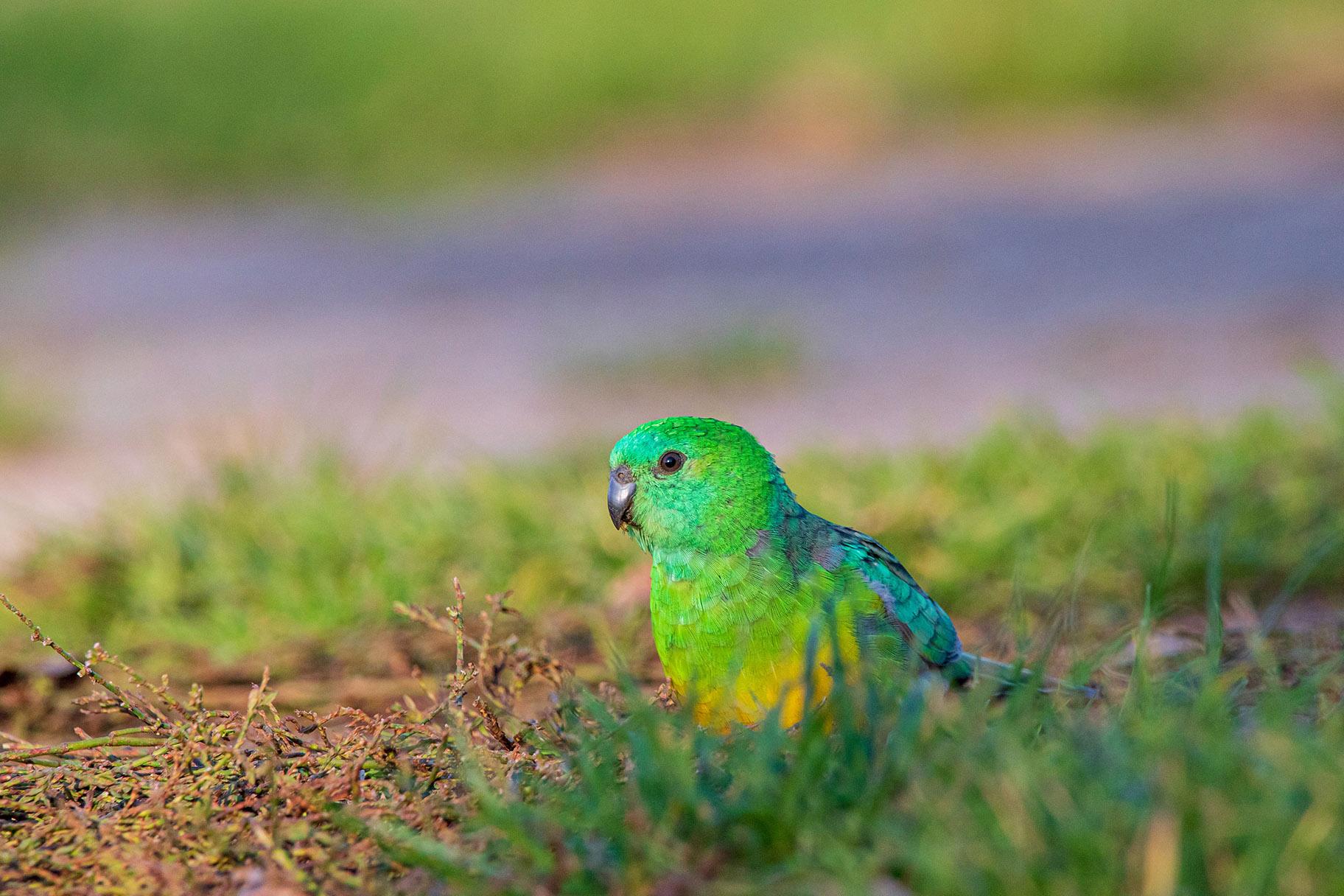 A red-rumped parrot, one of the bird species that has seen its bill size increase. (Credit: Ryan Barnaby)