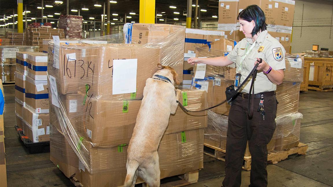 U.S. Fish and Wildlife Service inspector Amanda Dickson trains her canine partner Lancer to locate a rhino horn within a package. (Kelly Tone / Chicago Zoological Society)