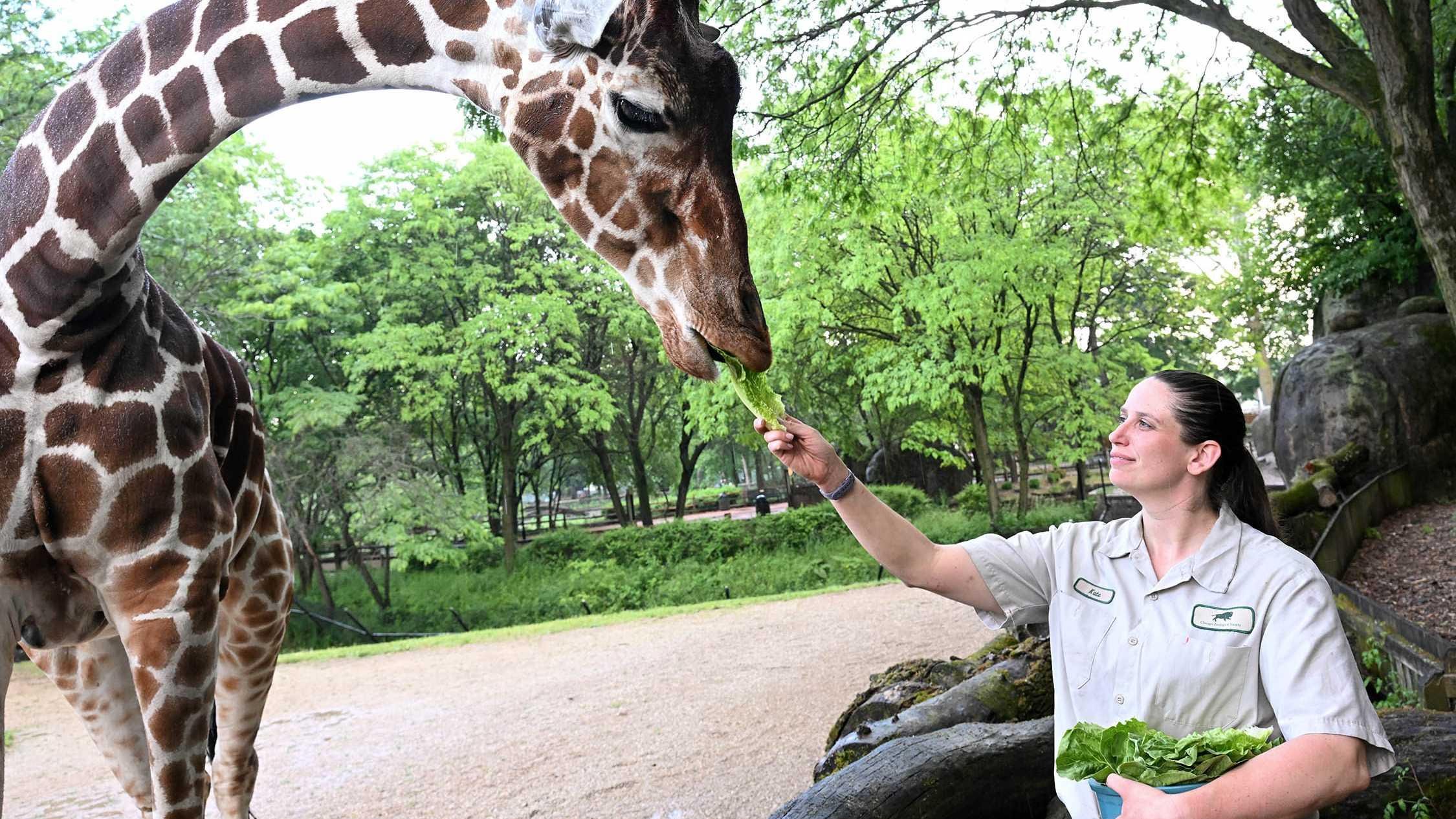 Kate Jungiewicz, an animal care specialist at Brookfield Zoo, feeds Arnieta, a pregnant 16-year-old reticulated giraffe, prophylactic antibiotics hidden between leaf lettuce. (Jim Schulz / CZS-Brookfield Zoo)