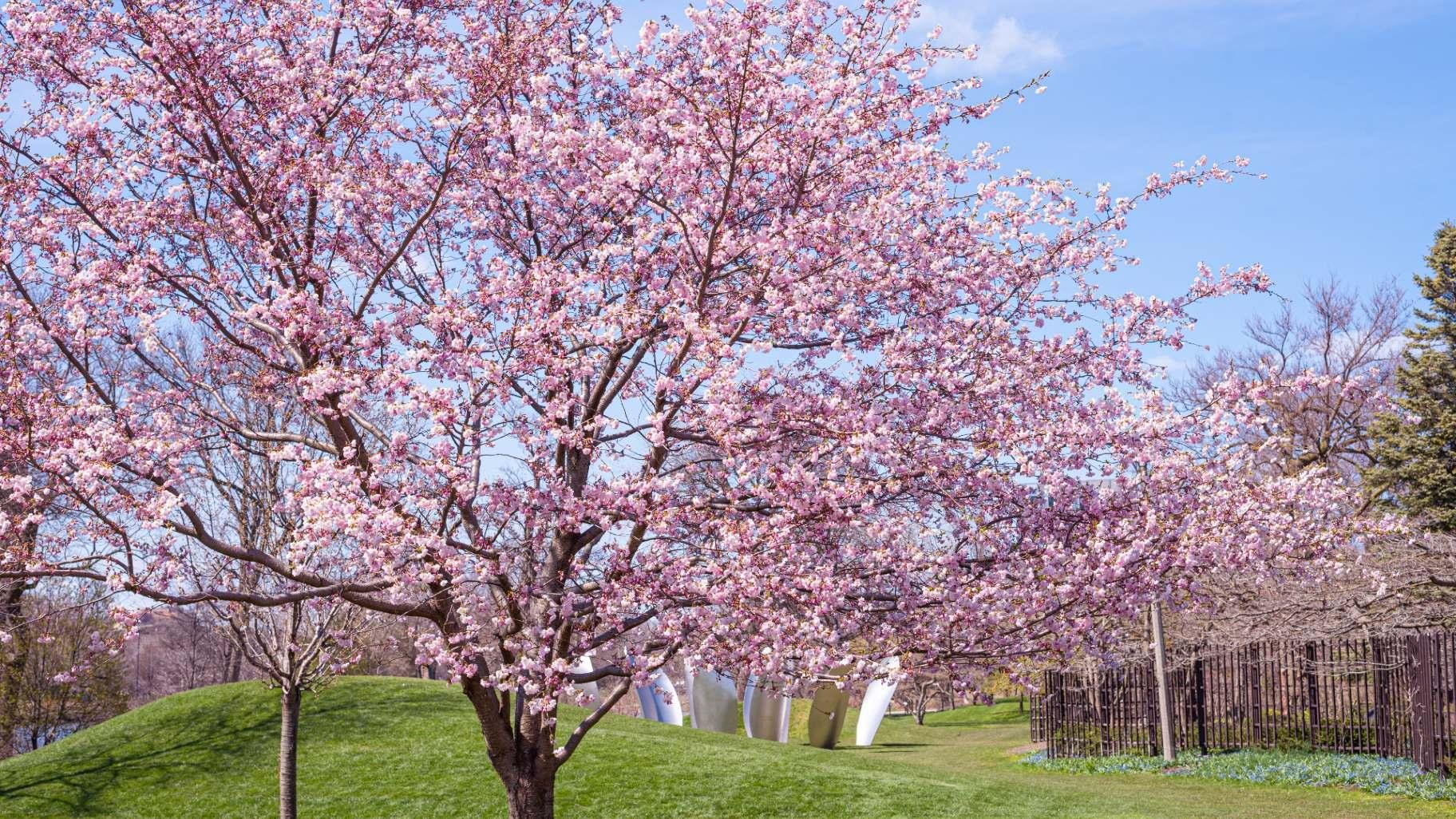 Cherry blossoms at Jackson Park. (Chicago Park District)