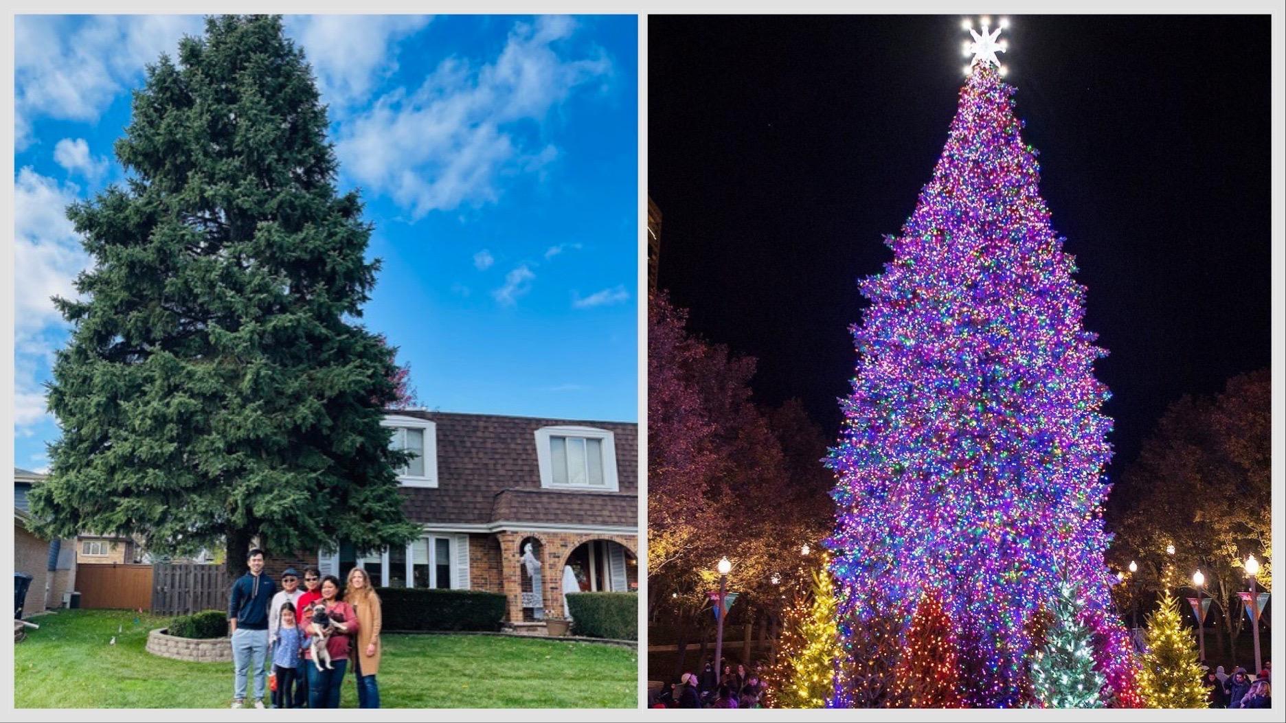 The De La Cruz family with the 45-foot Colorado Blue Spruce that will light up Millennium Park this holiday season. (Courtesy De La Cruz family; City of Chicago)