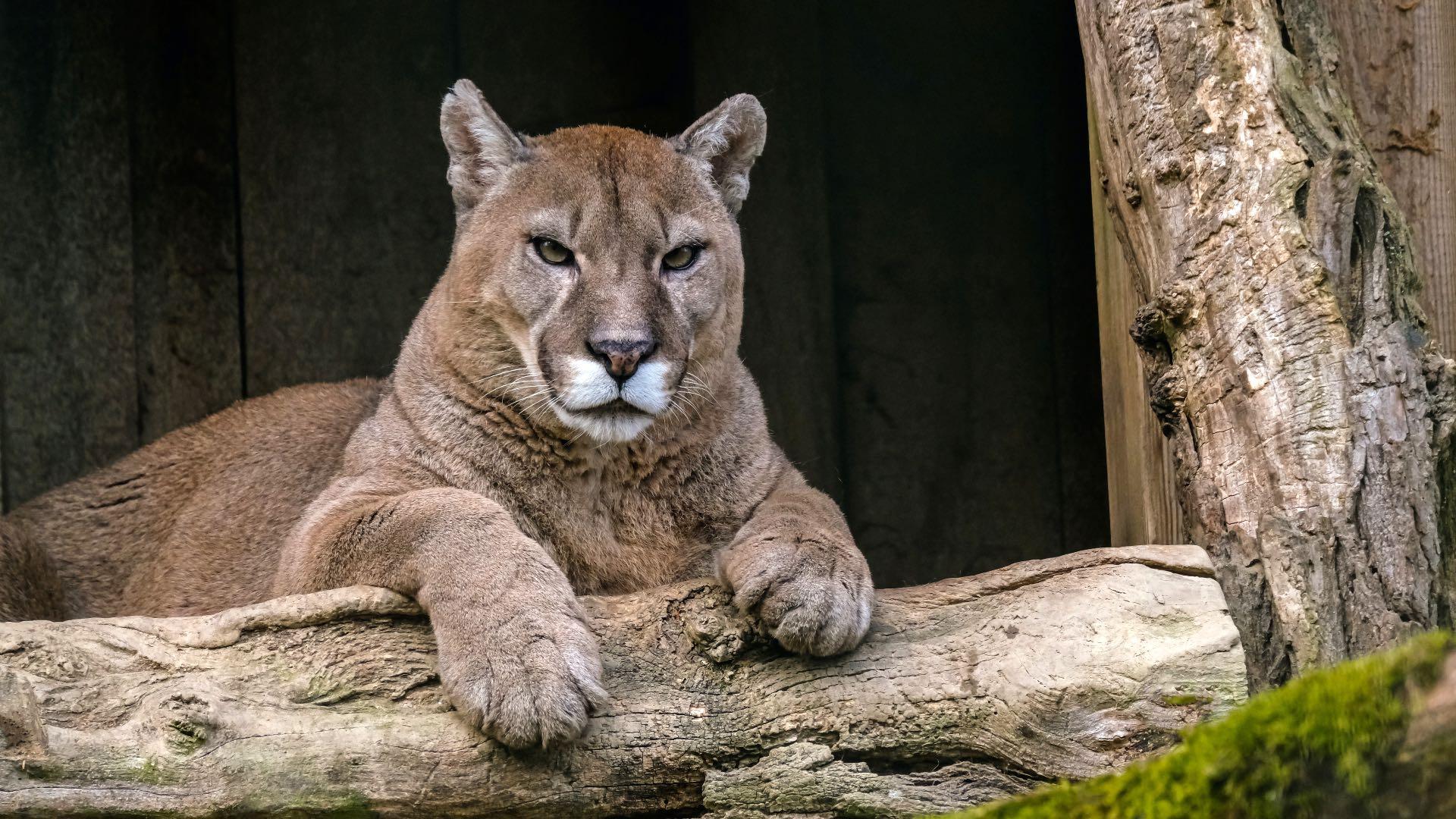 A mountain lion, also known as a cougar, puma or panther. (Nicky Pe / Pexels)
