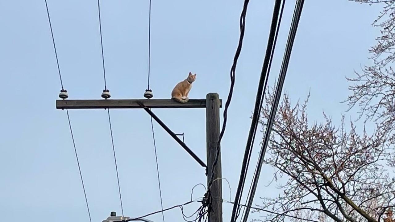 Edgar sits precariously atop an electrical pole before his eventual rescue. (Marc Vitali / WTTW News)