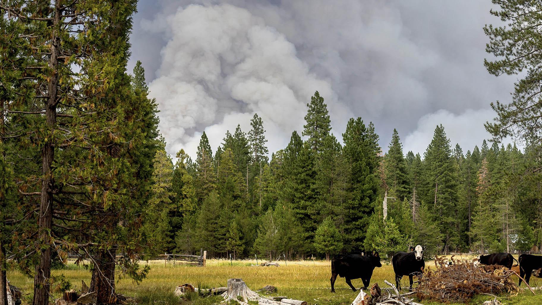 FILE - In this Monday, July 26, 2021, file photo, cows graze as smoke rises from the Dixie Fire burning in Lassen National Forest, near Jonesville, Calif. (AP Photo / Noah Berger, File)