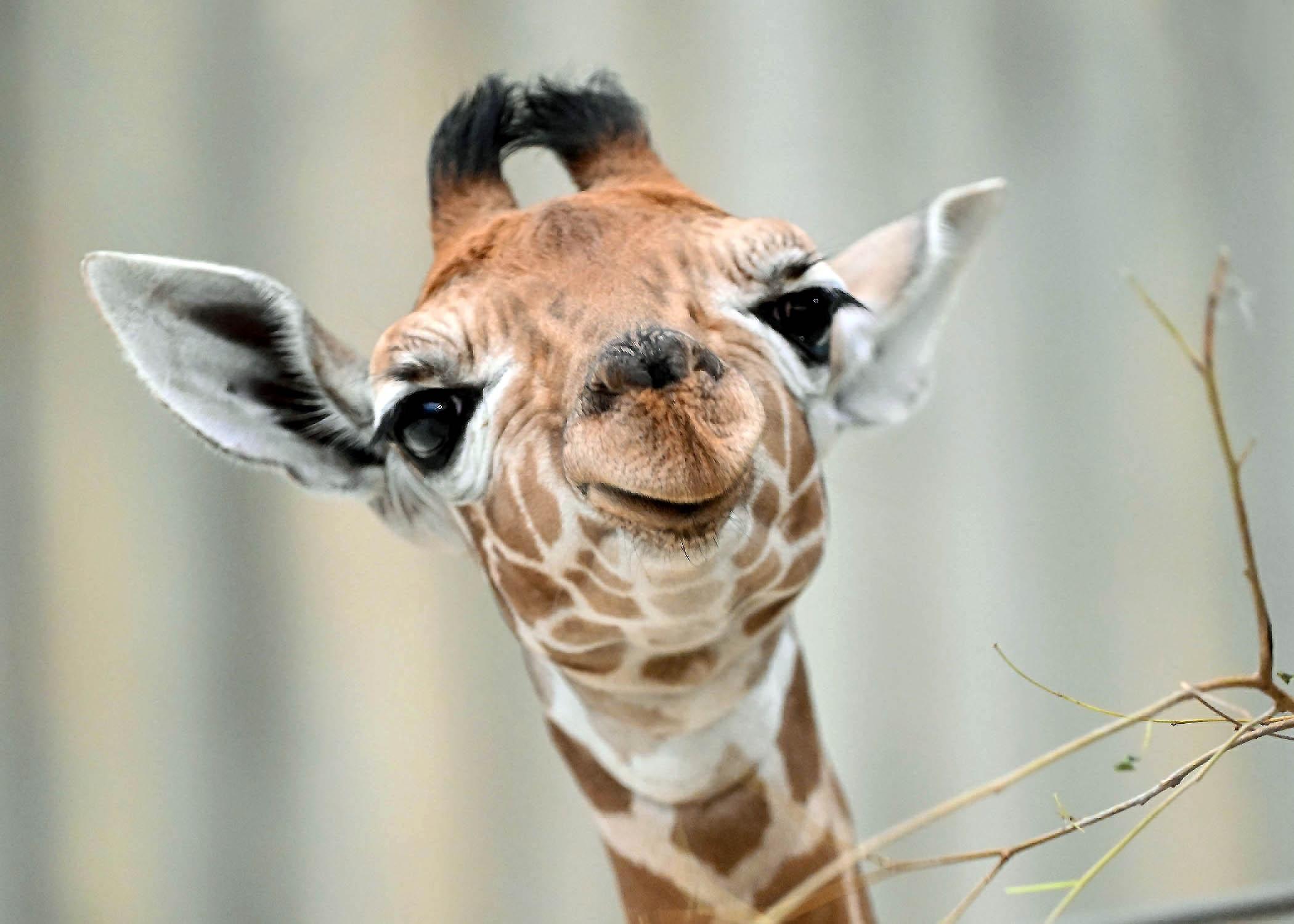 Brookfield Zoo's three-week-old giraffe Kinda (rhymes with Linda) makes her public debut Sept. 8, 2023. (Jim Schulz / CZS-Brookfield Zoo) 