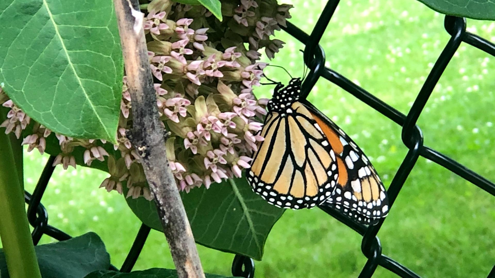 A monarch butterfly cozies up to milkweed in a Chicago yard. (Patty Wetli / WTTW News)