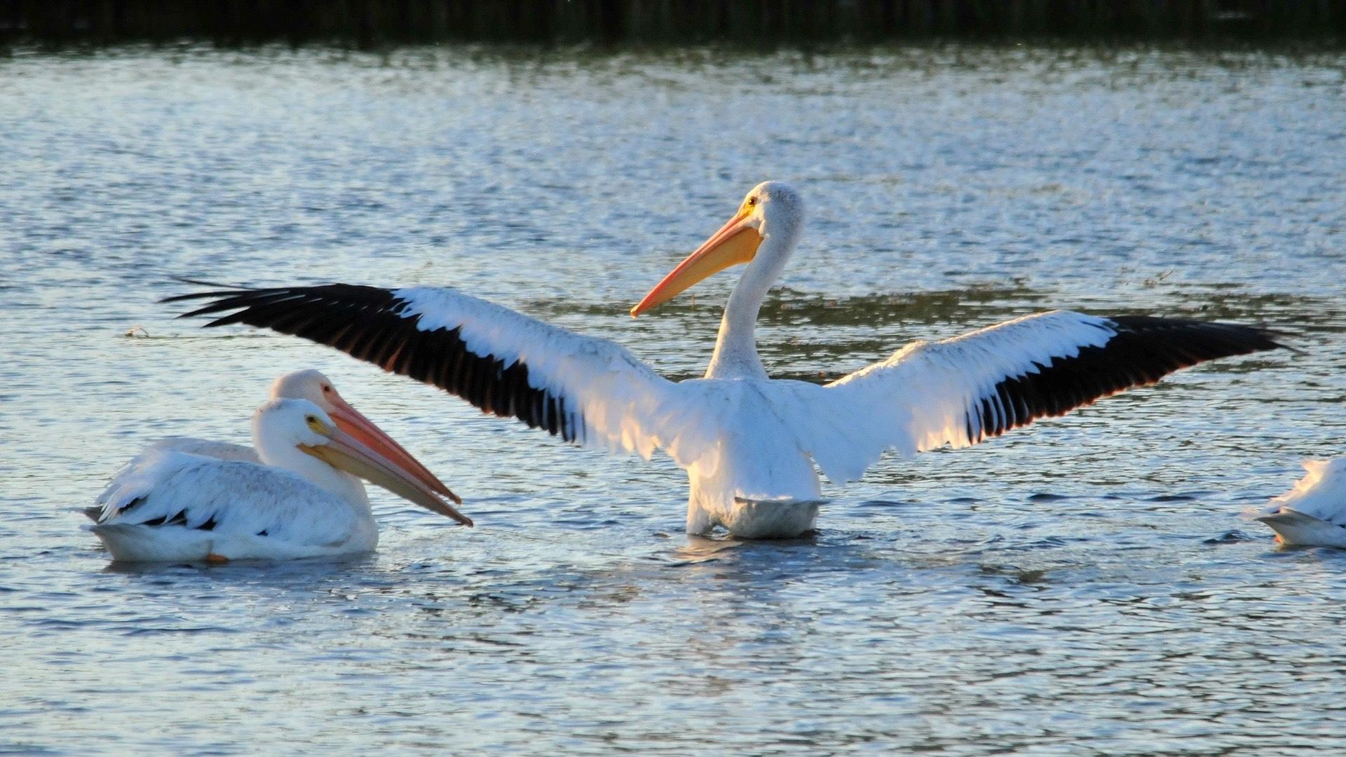 The wingspan of the American white pelican is second only to the California condor. (Skeeze / Pixabay)