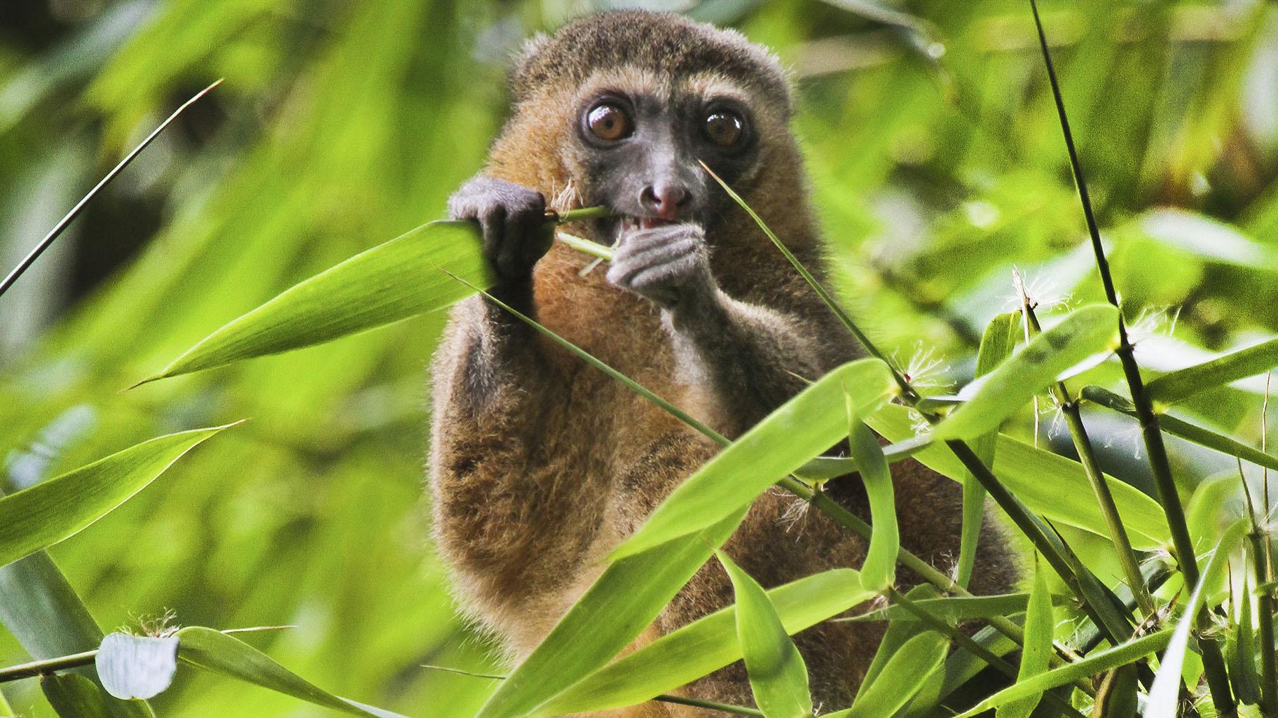 This 2019 photo provided by Noel Rowe and Centre ValBio shows a golden bamboo lemur in Madagascar. (Noel Rowe / Centre ValBio via AP)