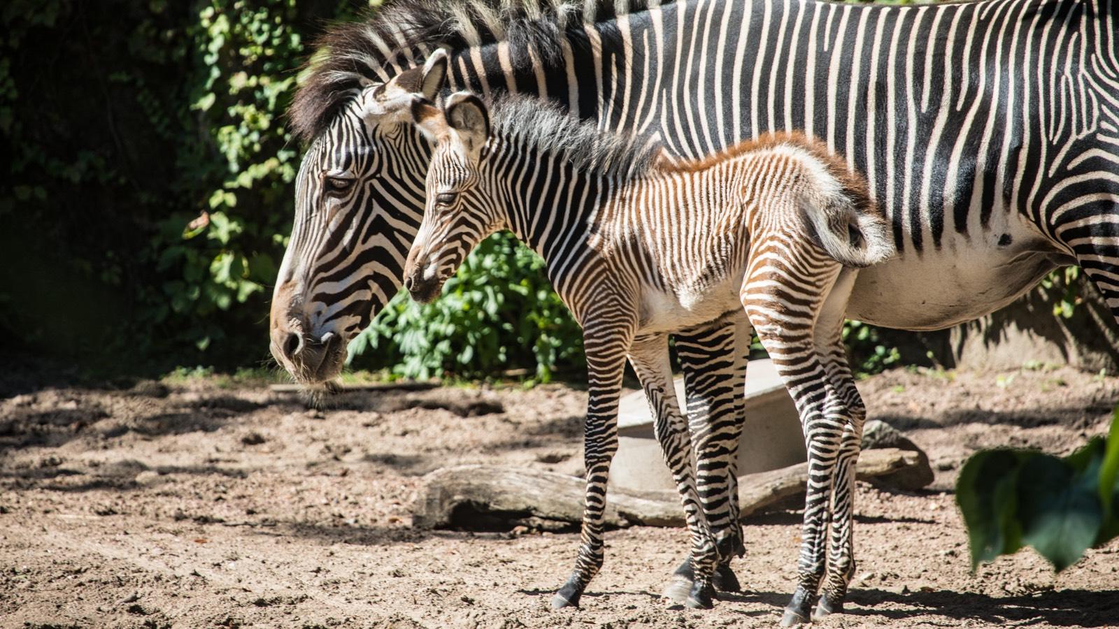 A baby Grevy's zebra was born at the Lincoln Park Zoo Aug. 14. (Christopher Bijalba / Lincoln Park Zoo)