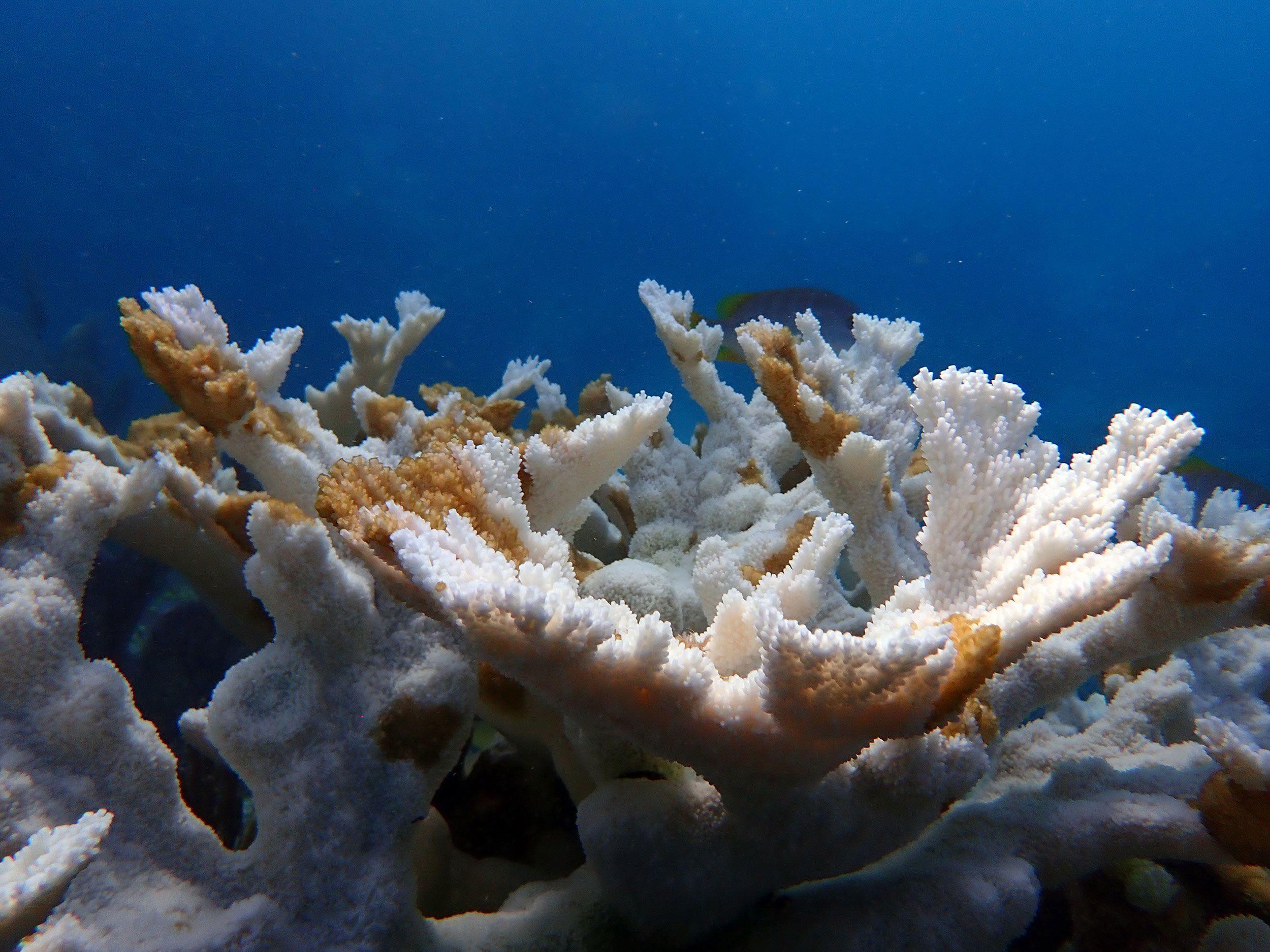 Dead Coral is pictured at Sombrero Reef. (Courtesy of Coral Restoration Foundation)