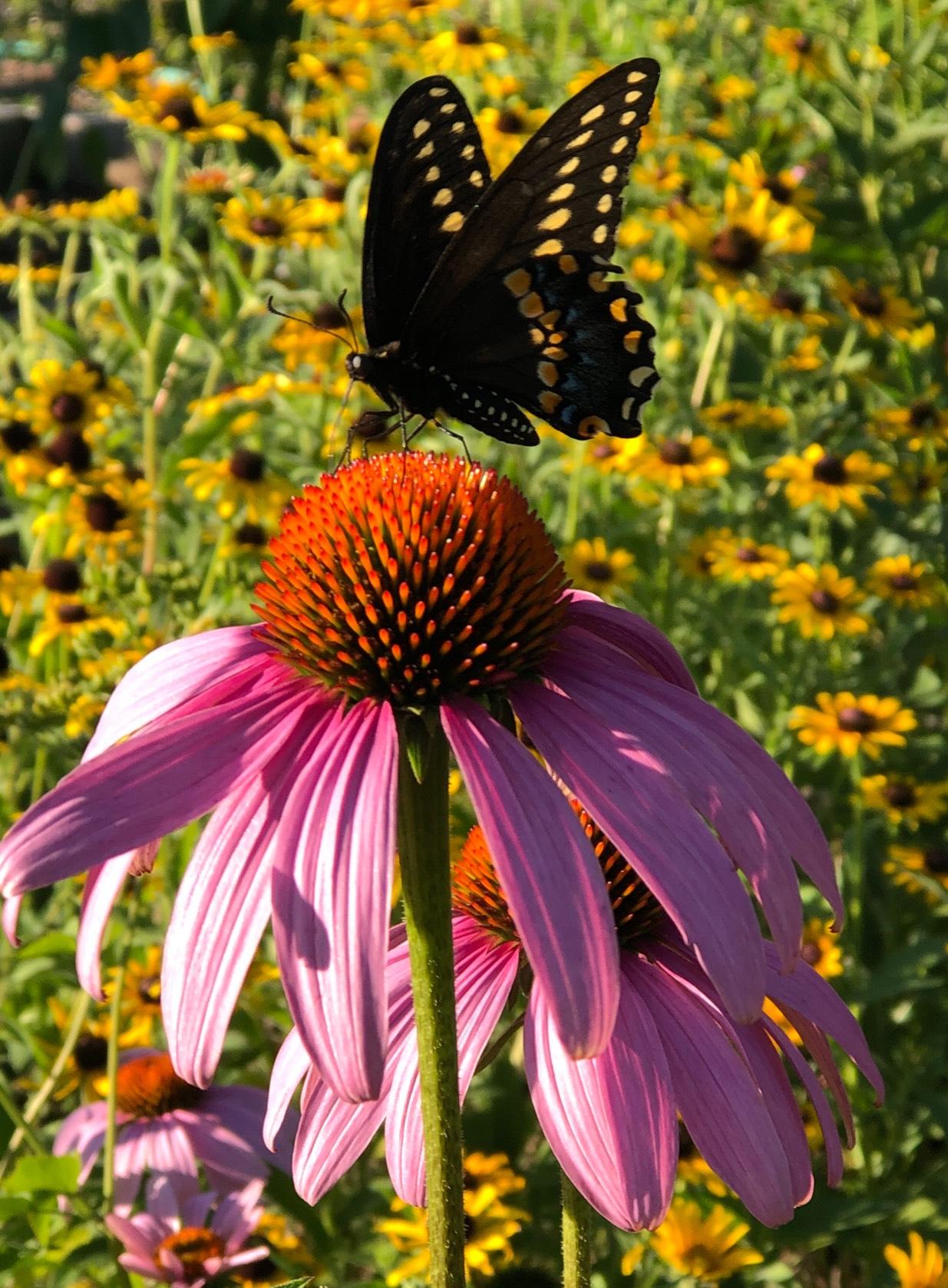Native plants provide food and habitat for pollinators, in a way that "classic" garden plants don't. (Patty Wetli / WTTW News)
