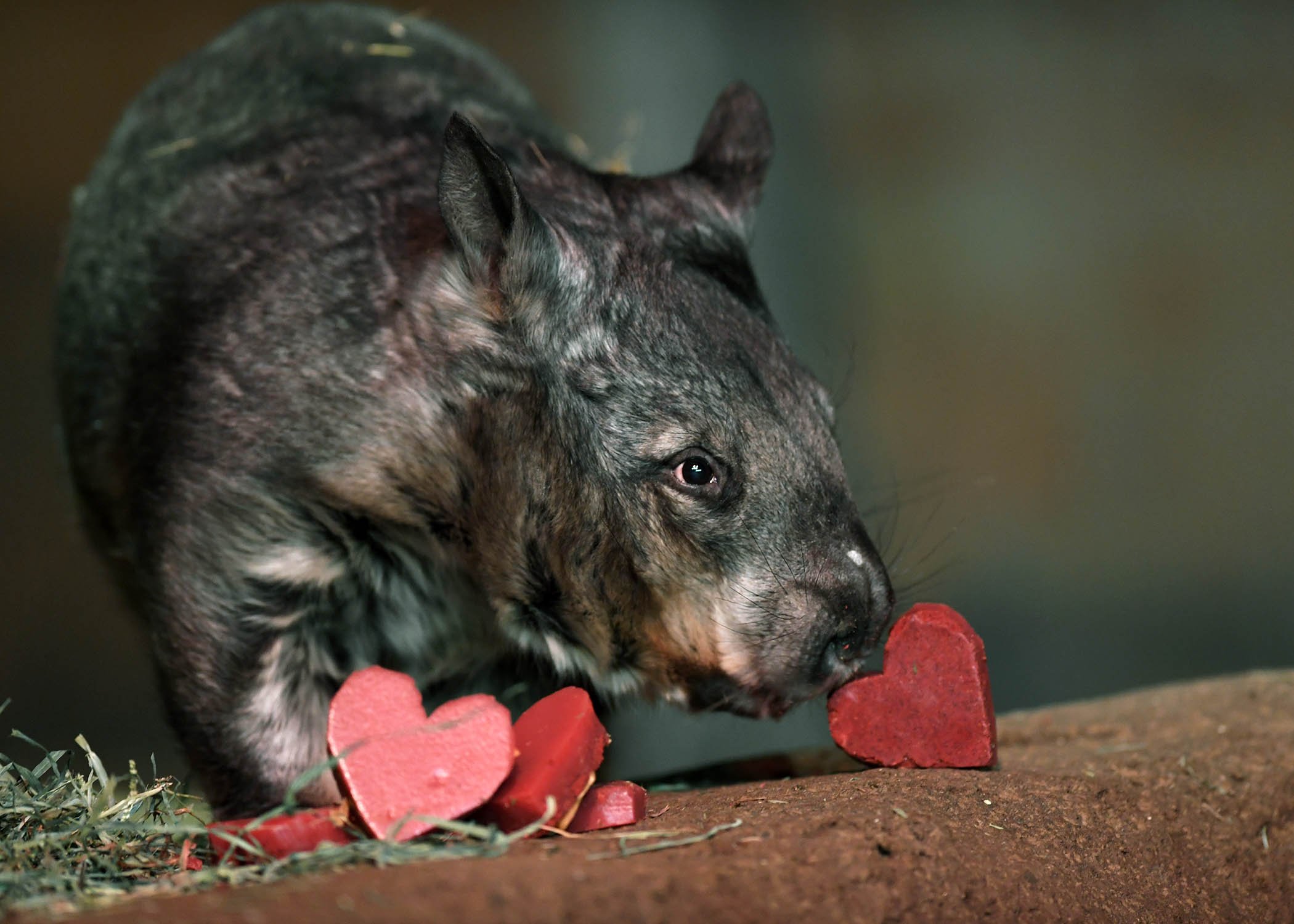 Kambora, a southern hairy-nosed wombat. (Jim Schulz / Chicago Zoological Society)