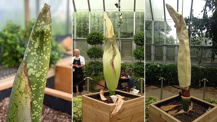 The famous shape-shifting corpse plant: Photos, left to right, show Spike on Aug. 3, Aug. 26, and Sept. 1.