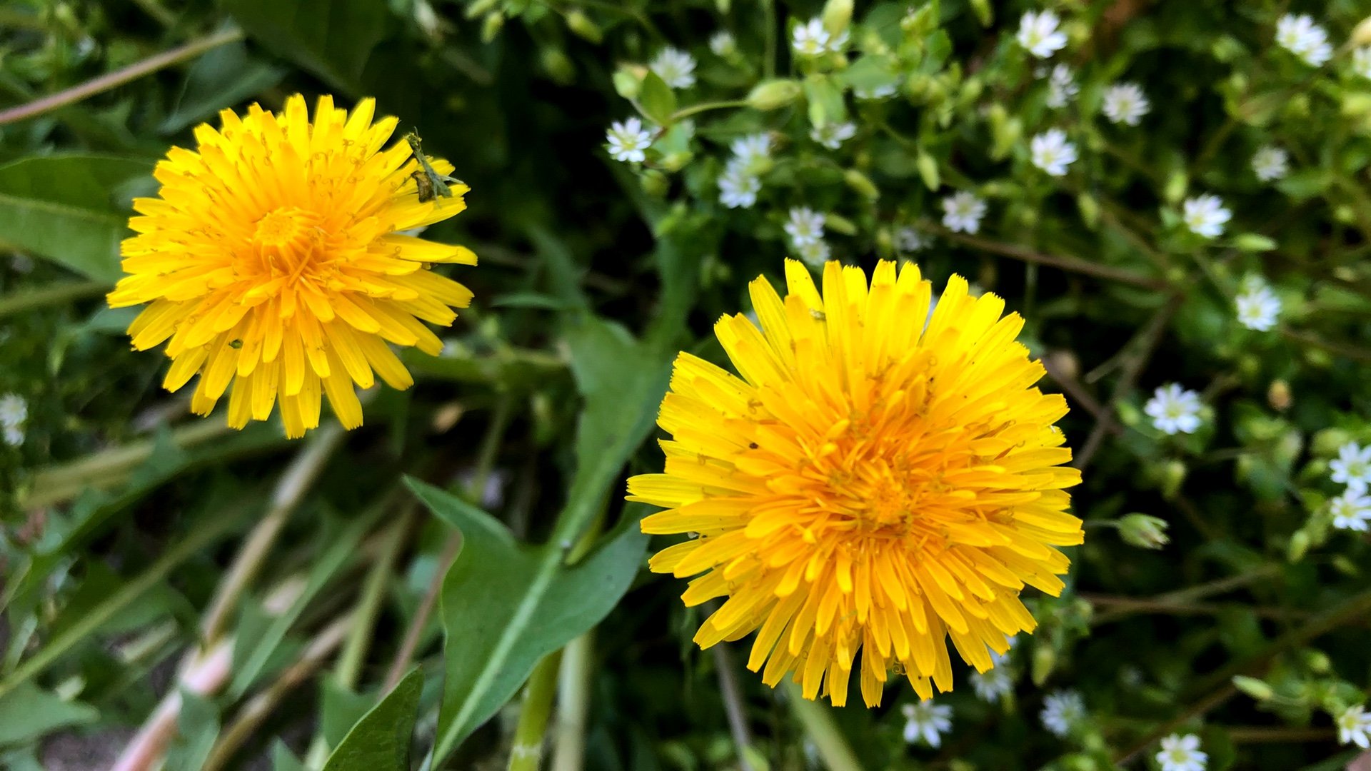Dandelions belong to the same family as dahlias and daisies. So why are they so despised? (Patty Wetli / WTTW News)