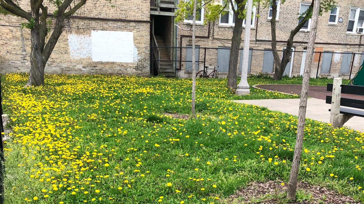 The Park District stopped treating dandelions with pesticides years ago. (Patty Wetli / WTTW News)