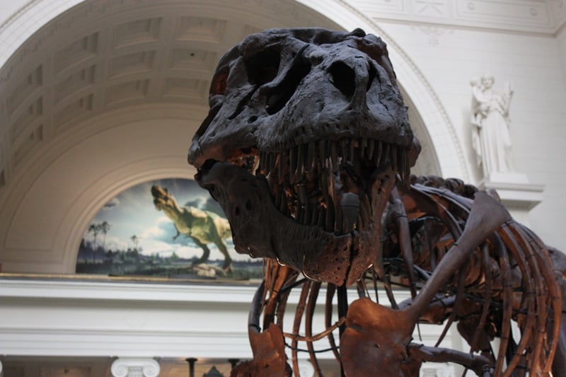 Sue the Tyrannosaurus Rex at Chicago's Field Museum (Chloe Riley)