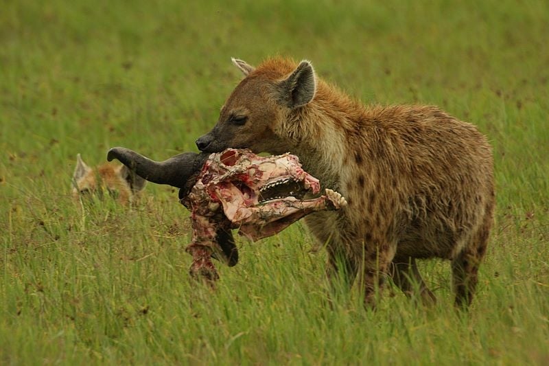 A female spotted hyena carrying the remnants of a meal; credit: Demetrius John Kessy