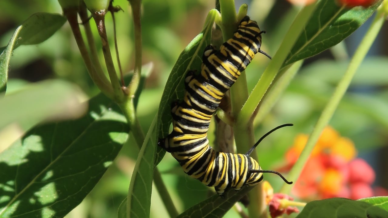 Chicagoans contribute to the monarch’s life cycle by planting milkweed, the only source of food for monarch caterpillars. (Geneva Bell / Pixabay)