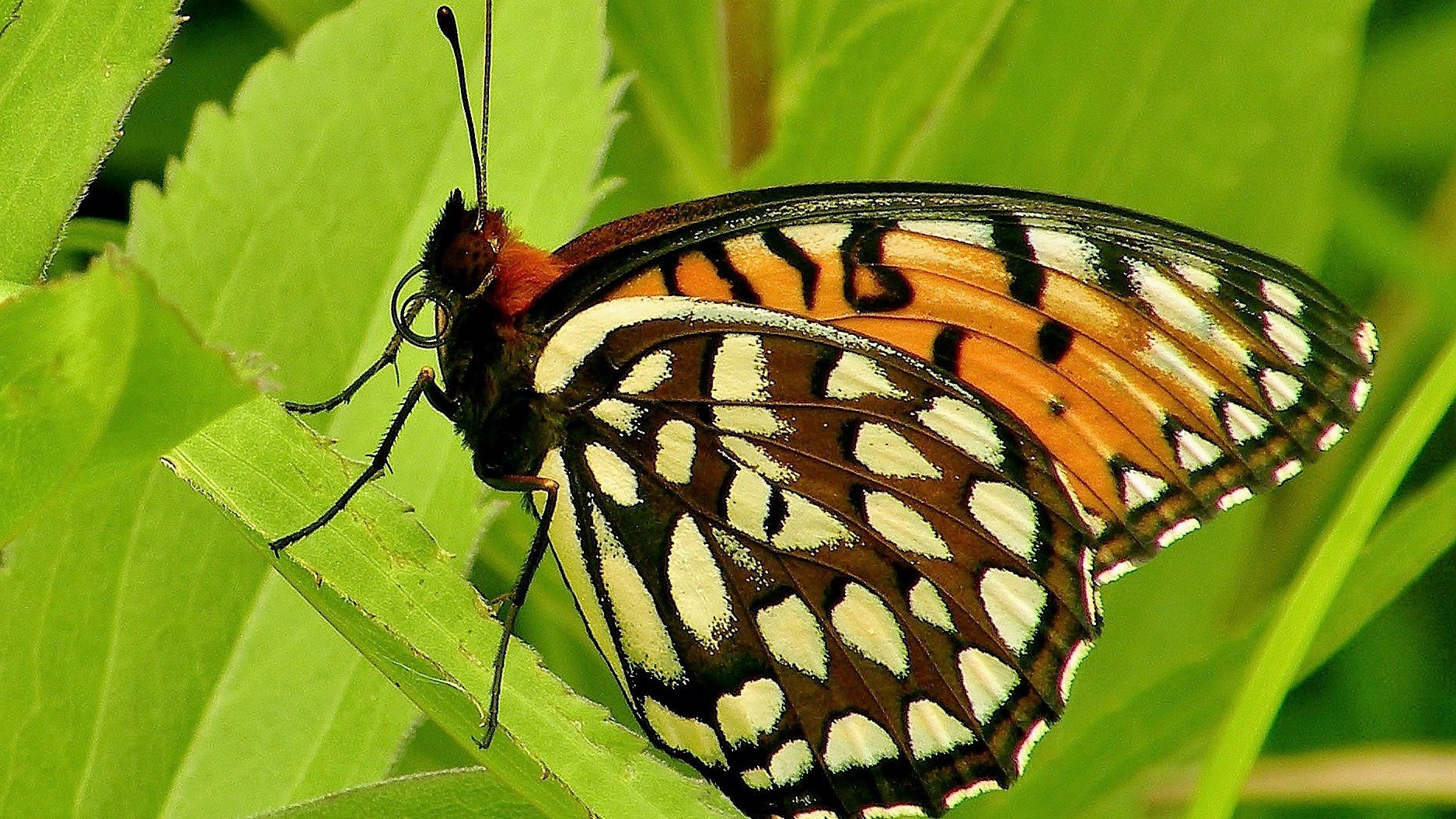 Regal fritillary butterfly. (Doug Taron)
