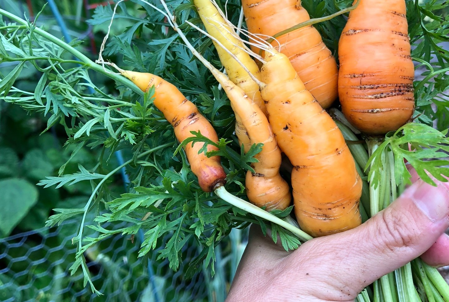 Carrots can be grown easily from seed, provided you can find seeds. (Patty Wetli / WTTW)