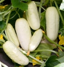 white-skinned cucumber