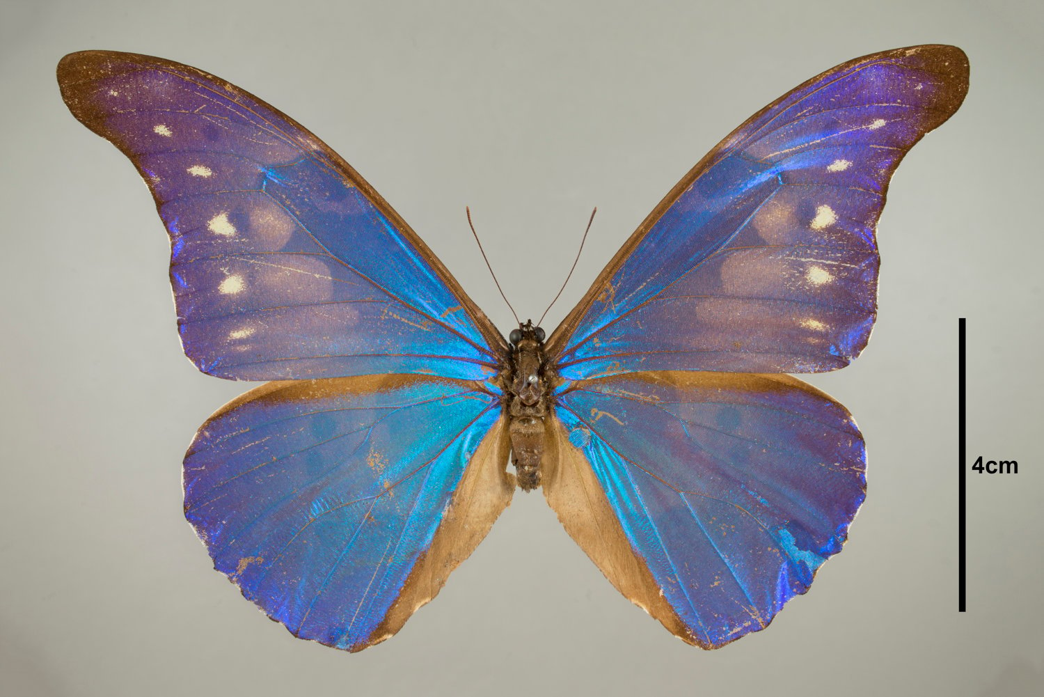 Butterfly from the Field's Insects collection (Courtesy of the Field Museum)