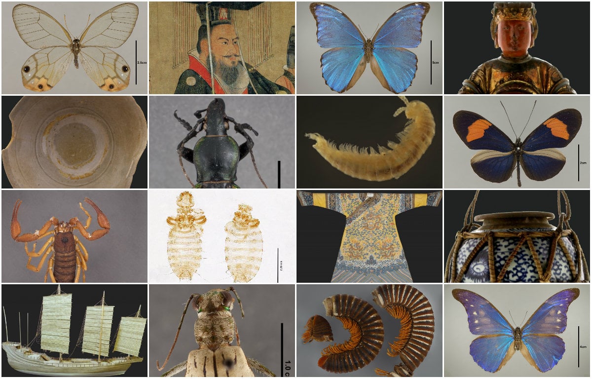 Just a small sample of the Field Museum's digitized artifacts and specimens. 