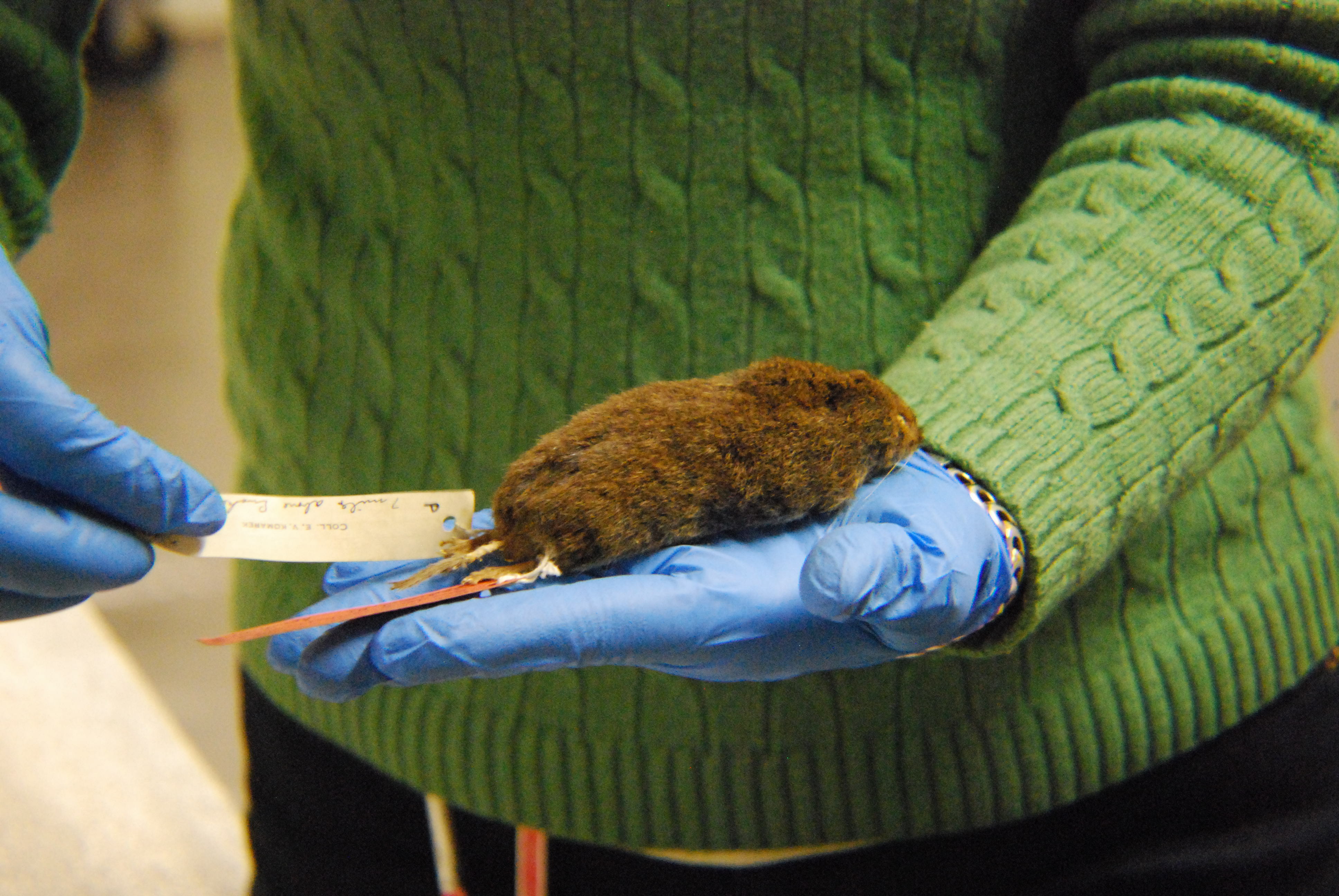 Nature Museum collections manager Dawn Roberts holds a southern rock vole. (Courtesy Peggy Notebaert Nature Museum)