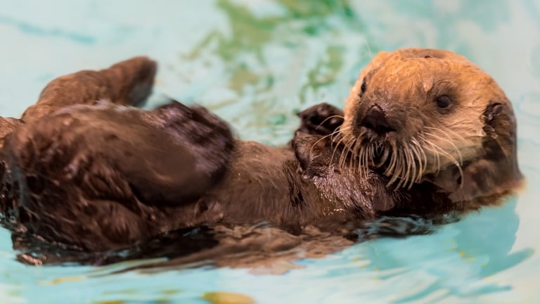 Rescued Baby Sea Otter Finds Home at Shedd Aquarium ...