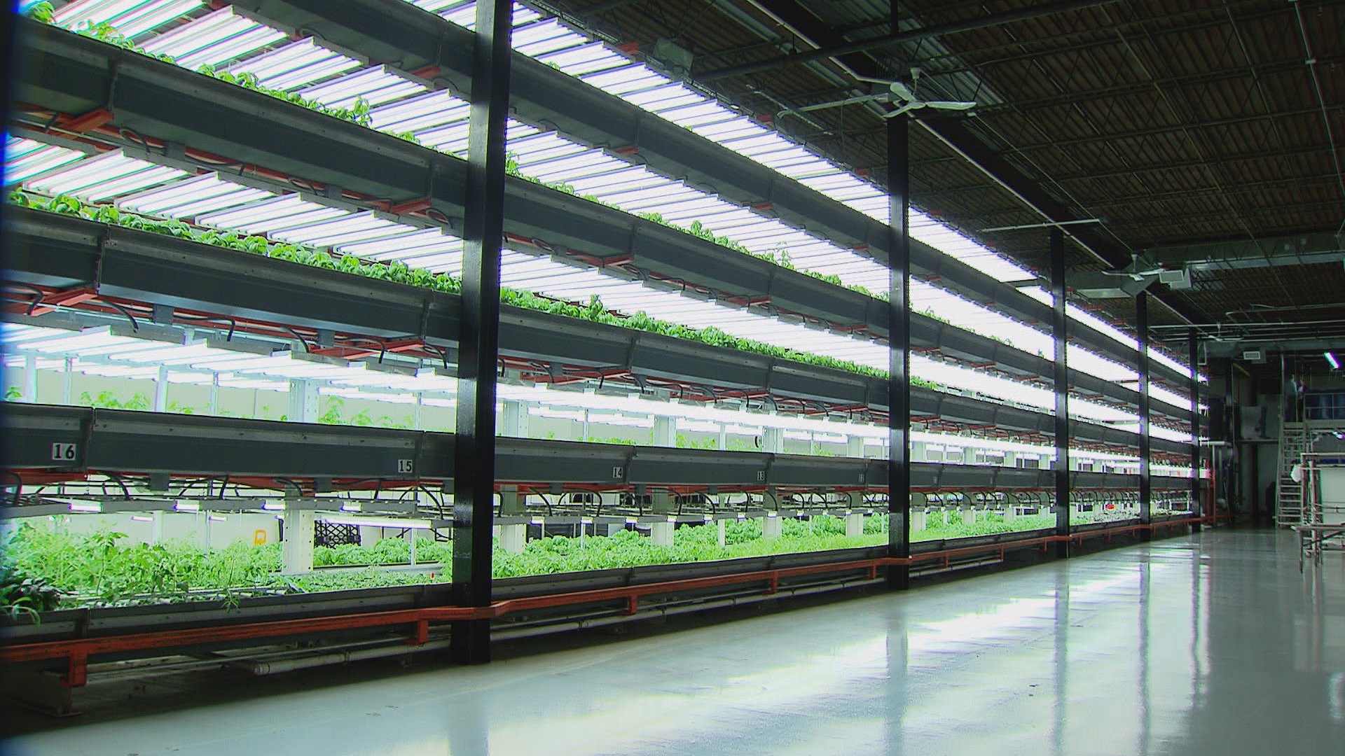 LEDs in Urban Farming - Infineon Technologies