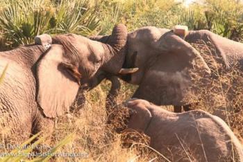 Courtesy of Elephants for Africa; click image to view photo gallery