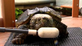 Guinness, the Alligator Snapping Turtle