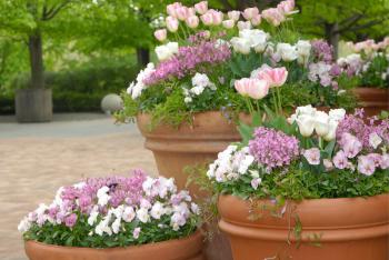Spring containers at the Chicago Botanic Garden