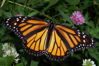Photograph of a Monarch Butterfly by Kenneth Dwain Harrelson