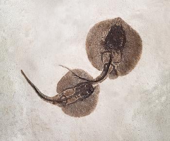 Two stingrays, believed to have been fossilized during or soon after mating