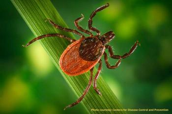 The black-legged or deer tick is the only tick that transmits the bacterium that causes Lyme disease; courtesy: Centers for Disease Control and Prevention
