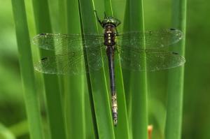 Hine's Emerald Dragonfly. Photo by Carol Freeman. Click image to view photo gallery.
