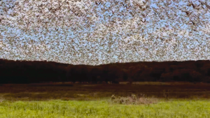 A CGI animated sequence recreates a passenger pigeon flock estimated to be at least one billion birds by a then unknown John James Audubon. Copyright 2014. Waubansee 