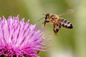 Honeybee landing on a milk thistle flower; image credit: Wikimedia Commons