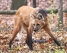 maned wolf; photo credit: wikipedia