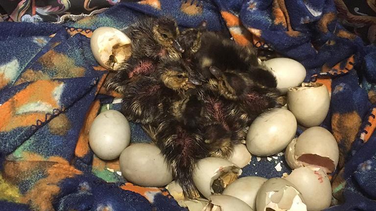 On Thursday, nine ducklings hatched from the 13 eggs that were deemed viable by the wildlife center. (Fox Valley Wildlife Center)