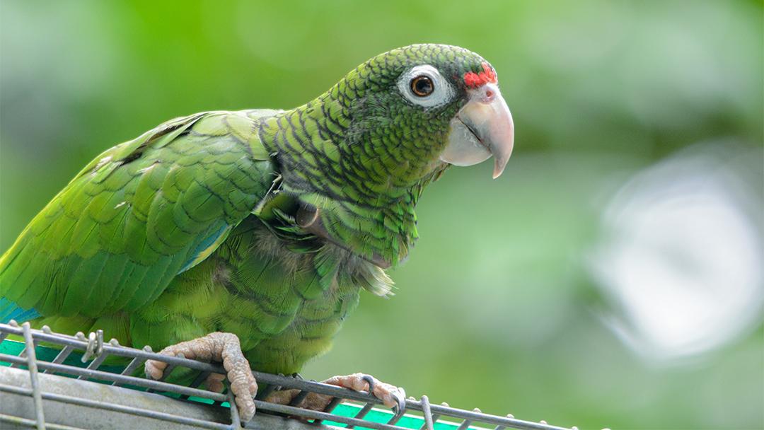 A Puerto Rican parrot (Tanya Martinez / Puerto Rico Department of Natural and Environmental Resources)
